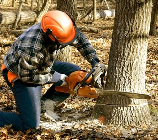 Tree Removal in Lone Rock, IA